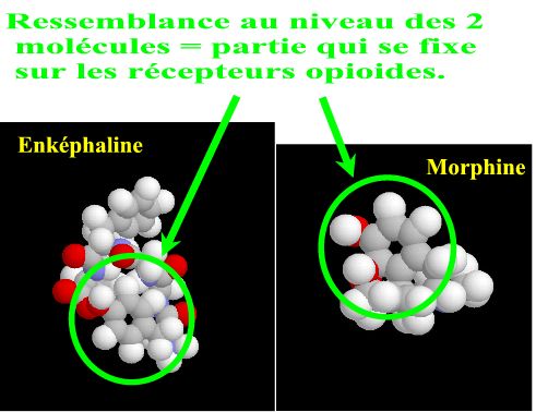 ressemblance enkephaline morphine