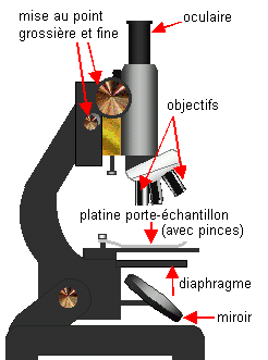 Microscope_(schéma_commenté)