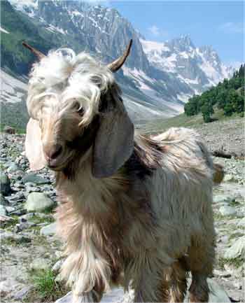 pashmina-goat