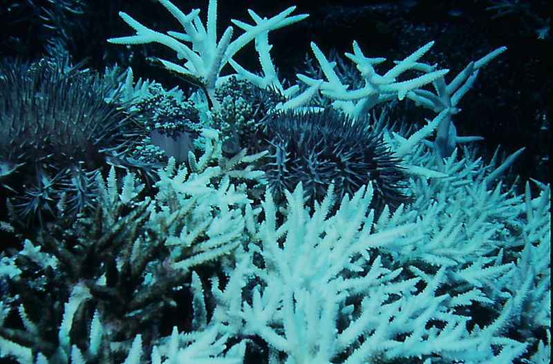 coraux Acropora