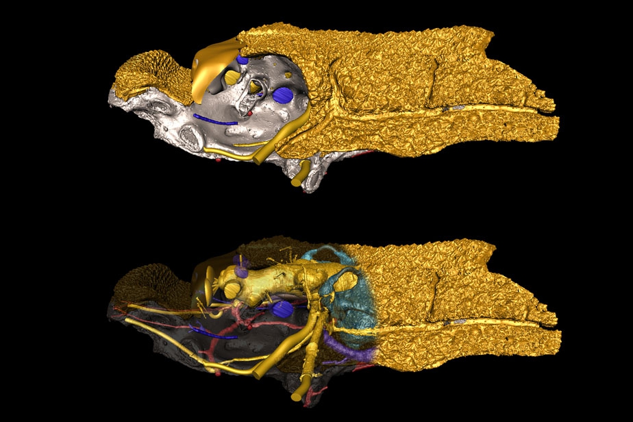 Reconstitution 3D de Romundina (415 millions d'années) (vue latérale gauche) © Uppsala University - Vincent Dupret