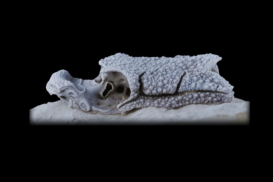 Squelette du petit poisson fossile Romundina (415 millions d'années) (vue latérale) © CNRS-MNHN-UPMC Paris 6 - Philippe Loubry