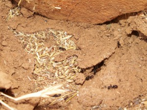 fourmis moissonneuses