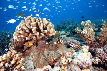 coraux poissons coralliens 