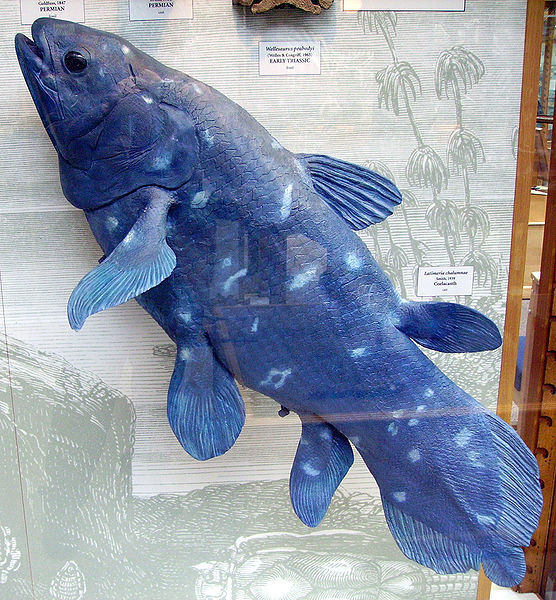 556px-Coelacanth1