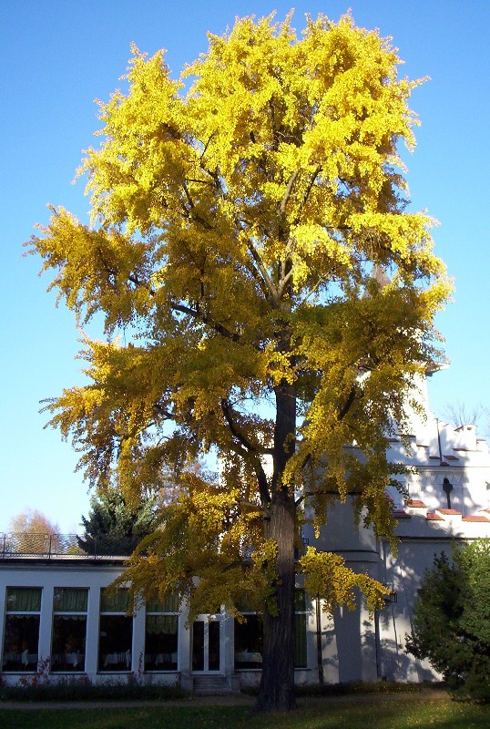 une espèce relicte : l'arbre aux mille écus,  ginko biloba