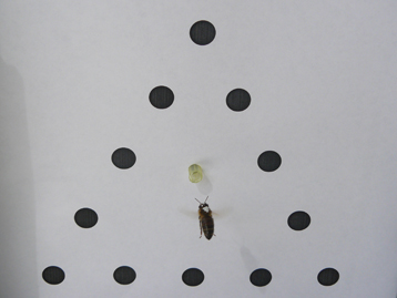 © Aurore Avarguès-Weber Abeille devant un stimulus hiérarchique : un triangle (forme globale) composé de disques (détails). Le dispositif au centre permet de récompenser l'abeille par une goutte de liquide sucré.