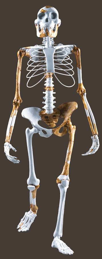 © National Museum of Ethiopia  Reconstitution de Lucy, squelette d'Australopithecus afarensis daté à 3,2 millions d'années. Cette reconstitution accueille le public à l'entrée de la nouvelle exposition.