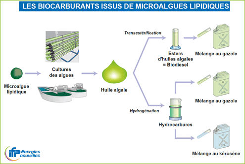 schema-des-biocarburants-issus-de-microalgues-lipidiques