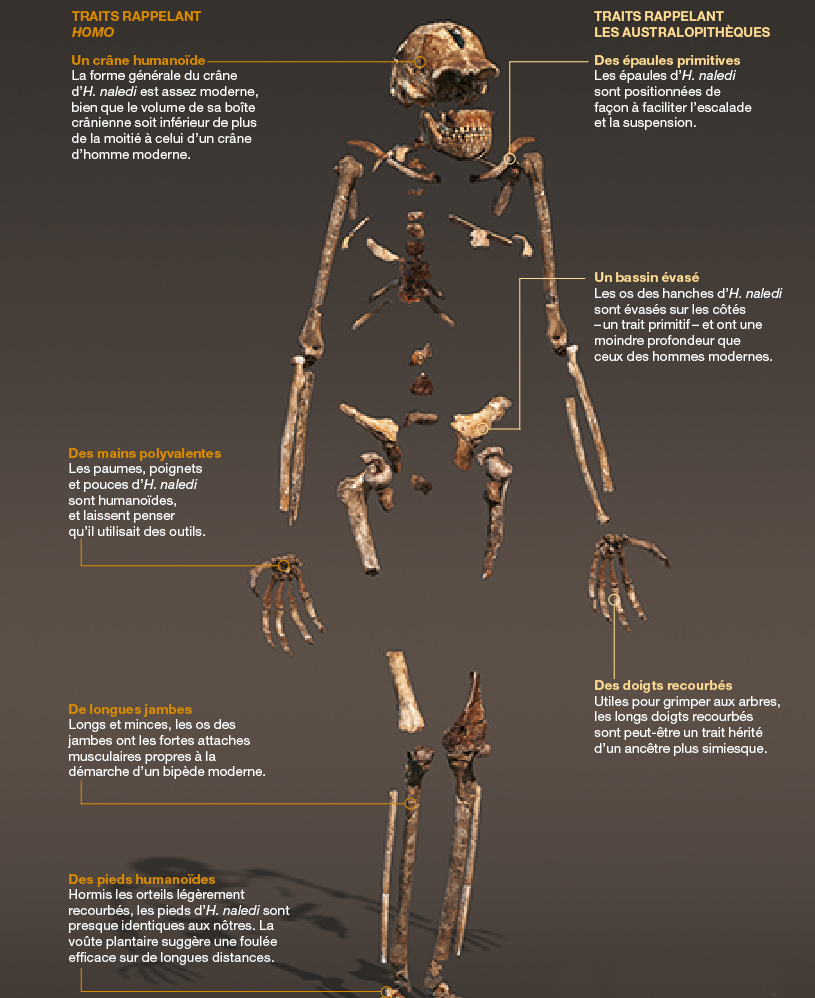 Squelette : Stefan Fichtel / Source : Lee Berger et Peter Schmid, Wits ; John Hawks, université du Wisconsin à Madison