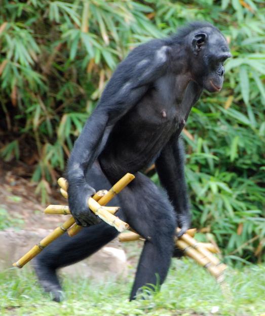  Photographie d’un bonobo se déplaçant en station debout (Sanctuaire Lola Ya Bonobo, Kinshasa, RDC - © Lola Ya Bonobo).