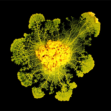 © Audrey Dussutour (CNRS) Le protiste Physarum polycephalum (diamètre : environ 10 centimètres), composé d'une unique cellule, cultivé en laboratoire sur un gel d'agar. 