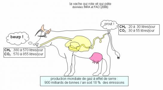 méthane vache