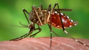 zika moustique