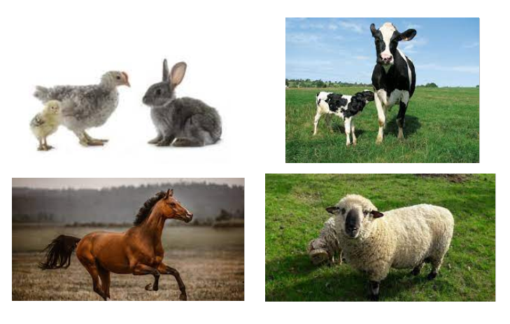 lapin, vache, cheval et mouton