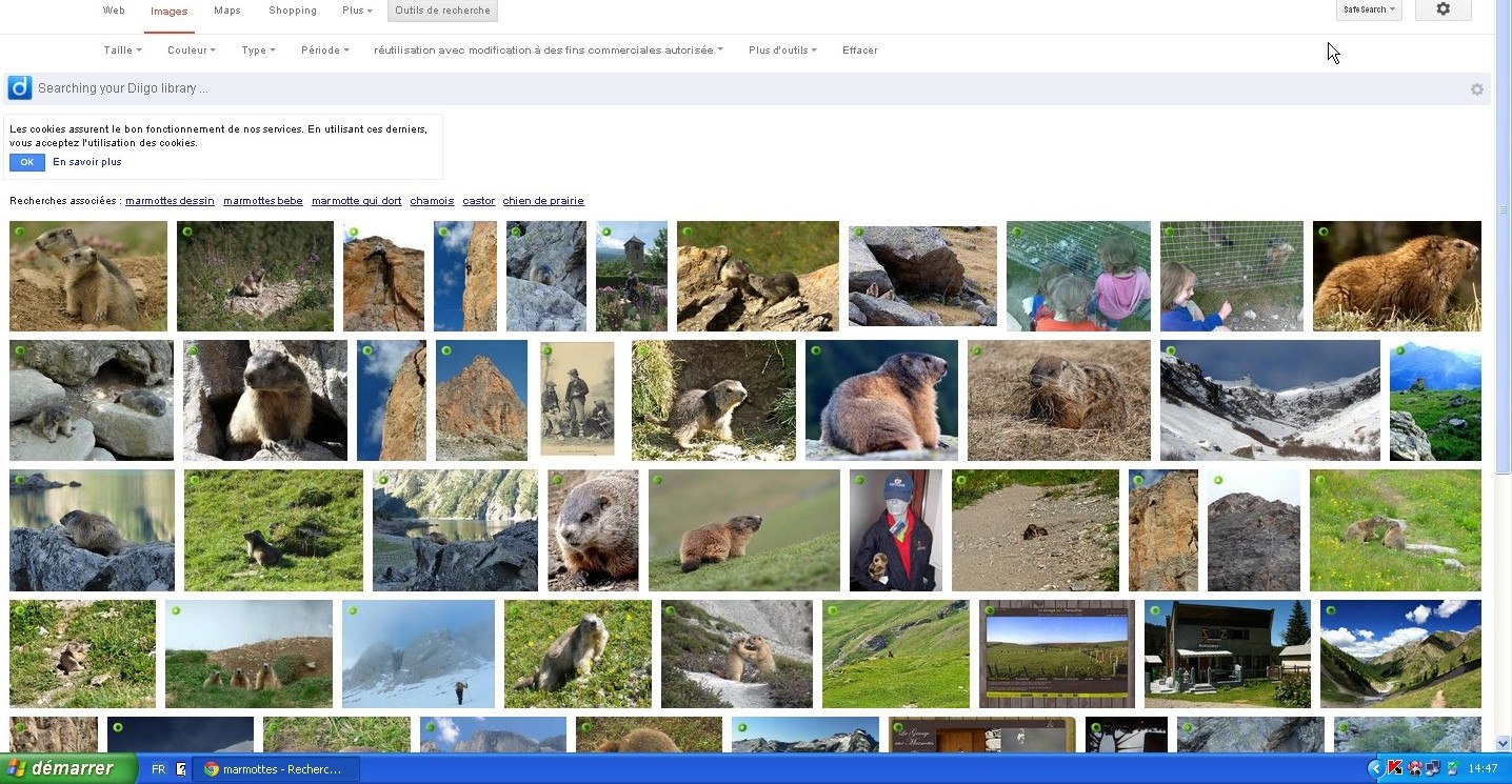 marmottes - Recherche Google - Google Chrome