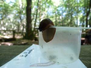 20150630 - petites bêtes de la forêt - une limace s'échappe