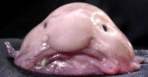 The unfortunately named blobfish - So you think you've had a bad day?... spare a thought for the world's most miserable-looking fish who is now in danger of being wiped out. The unfortunately named blobfish has already acquired a reputation for looking sad thanks to its miserable mush. The bloated bottom dweller, which can grow up to 12 inches, lives at depths of up to 900m making it rarely seen by humans. But thanks to increasing fishing of the seas Down Under the fish is being dragged up with other catches. Despite being unedible itself, the blobfish unluckily lives at the same depths as other more appetising ocean organisms, including crab and lobster. UK-25/01/2010