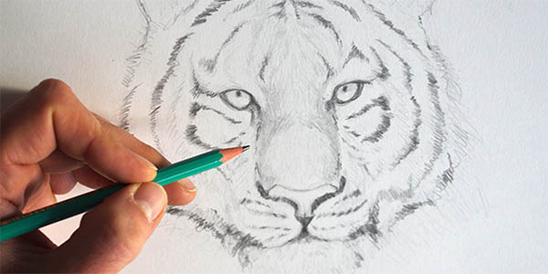 epi explorateurs dessiner tigre carnet voyage