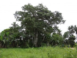 Baobab_Congo