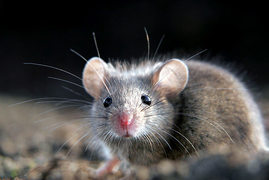 souris grise Rodentia, petits mammifères