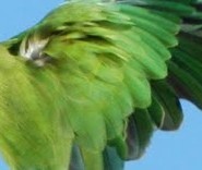 plumes-perroquet.jpg