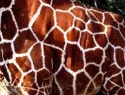 peau-girafe.jpg