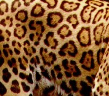 peau-jaguar.jpg