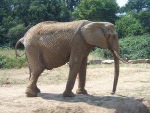 elephant-d-afrique.jpg