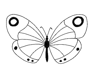 papillon-blanc.jpg