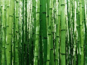 bambou-a.jpg