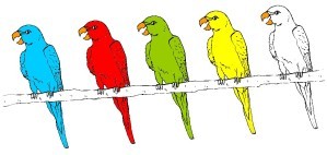 5-perroquets-couleurs.jpg