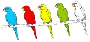 5 perroquets couleurs b
