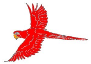 perroquet--rouge-vole.jpg
