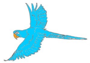 perroquet--bleu-vole.jpg