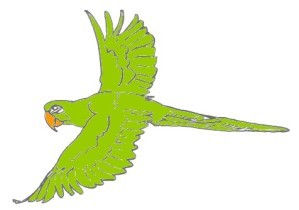 perroquet-vert-vole.jpg