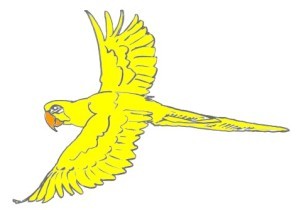 perroquet-jaune-vole.jpg