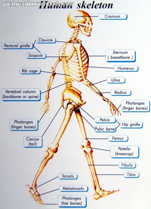 Human body (muscles and bones) – euroepslamour