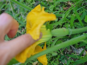 Regardez la citrouille pousse sous la fleur!