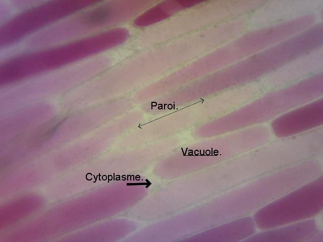 Arenysamsvt Observation Des Cellules Non Chlorophylliennes D Un Vegetal