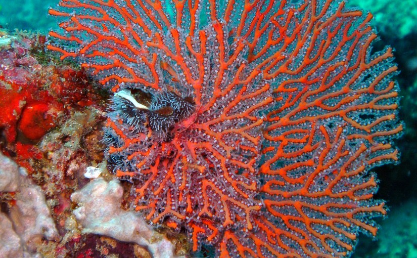 SL TP La disparition des coraux