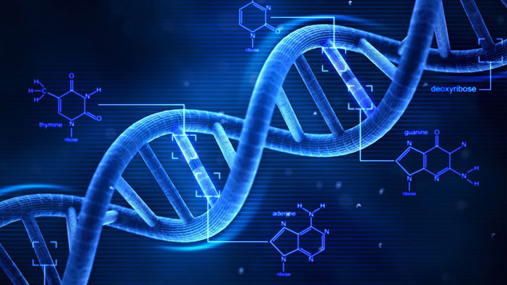 2nde TP2 la structure de l’ADN