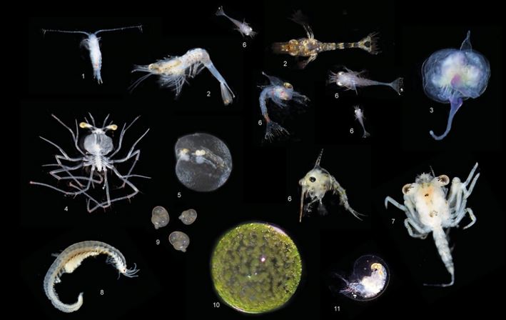 TP le rôle du plancton dans les océans et l’effet de la pollution