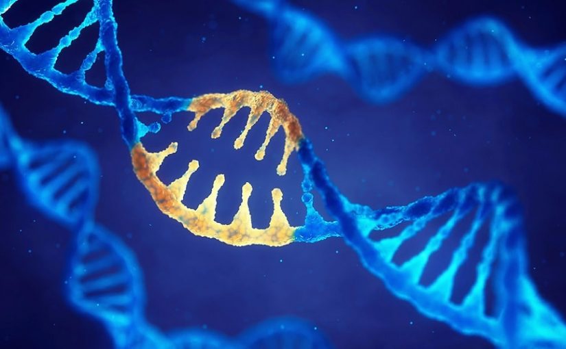 1ère spé TP6 les mutations: modifications de l’information génétique