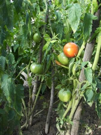 Tomates vertes (Soria) bis