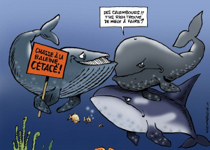 Caricature disponible à l'adresse : https://www.terresacree.org/actualites/1643/actualite-les-baleines-se-transmettent-des-techniques-de-chasse-107194
