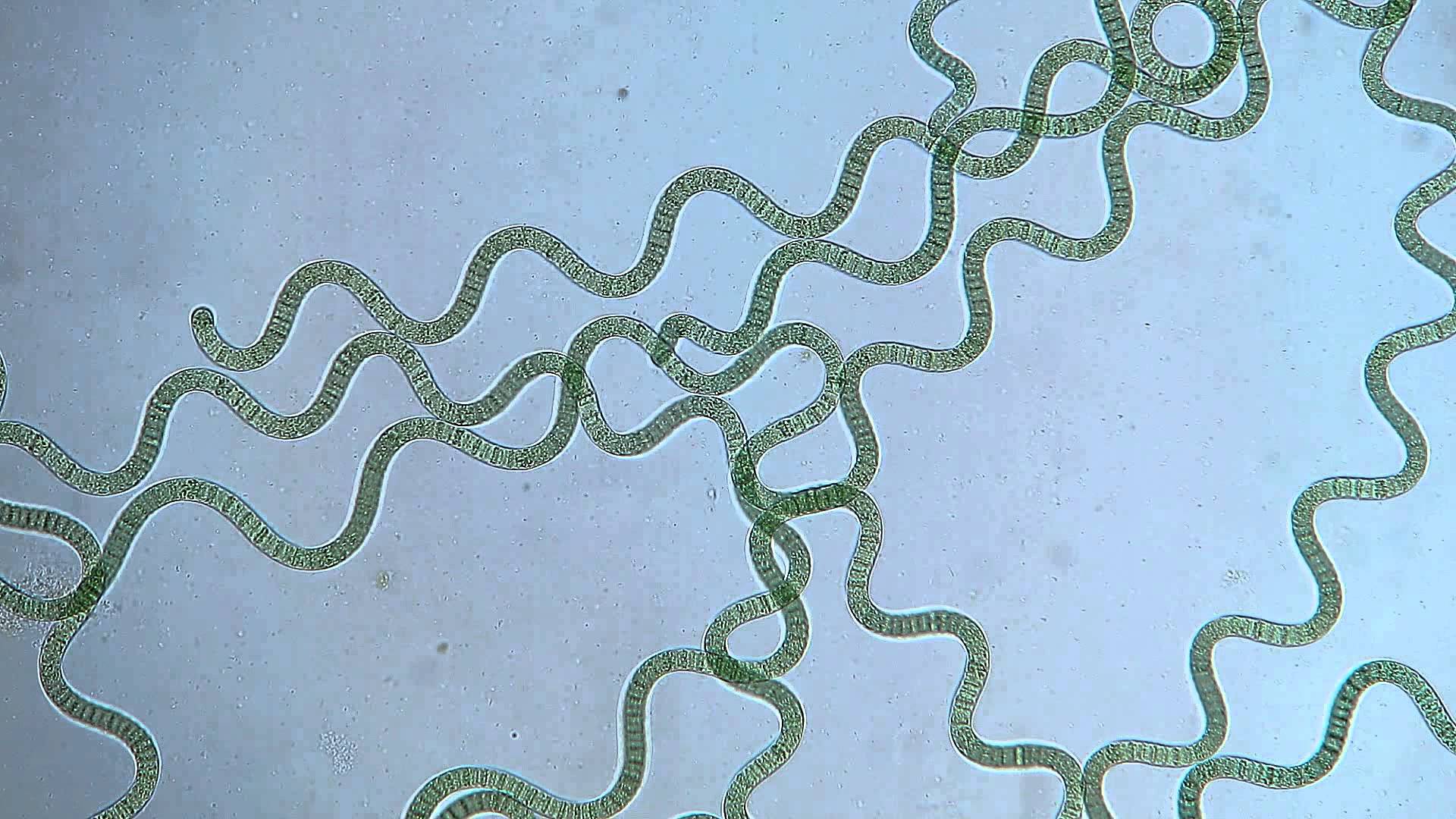 Клетки водорослей и цианобактерий. Спирулина цианобактерия. Spirulina микроскоп. Arthrospira platensis цианобактерия. Arthrospira водоросли микроскоп.