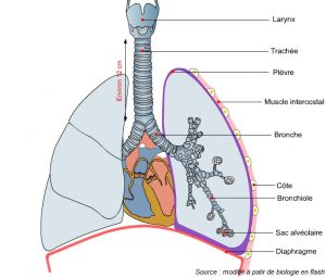 schéma de l appareil respiratoire à complete story