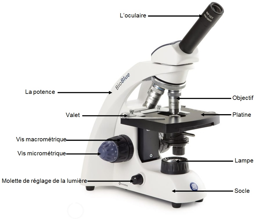 Fiche-méthode: Réaliser une préparation microscopique 