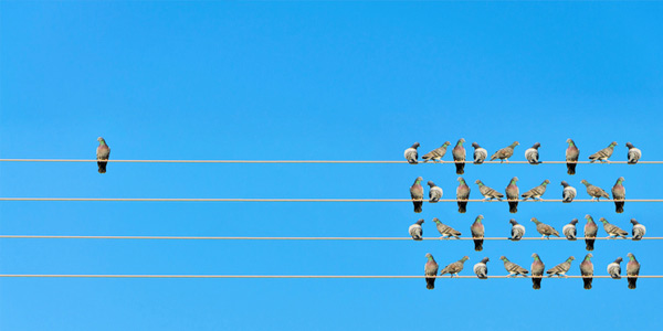 Pigeon isolé de son groupe sur un fil électrique